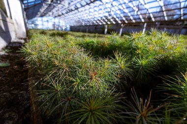 Çocuk bahçesinde kozalaklı ağaçlar, orman serasında Avrupa çamı filizleri. Ormanda yenilenebilir ormanların kullanımıyla ahşap üretimi teknolojisi.