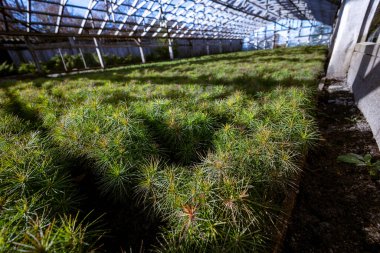 Çocuk bahçesinde kozalaklı ağaçlar, orman serasında Avrupa çamı filizleri. Ormanda yenilenebilir ormanların kullanımıyla ahşap üretimi teknolojisi.