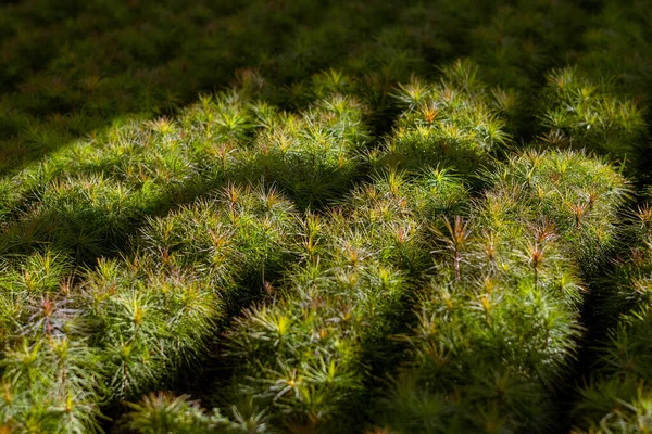 Sezione Conifere Nel Vivaio Giardino Germogli Pino Europeo Nella Serra — Foto Stock