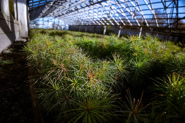 Çocuk bahçesinde kozalaklı ağaçlar, orman serasında Avrupa çamı filizleri. Ormanda yenilenebilir ormanların kullanımıyla ahşap üretimi teknolojisi.