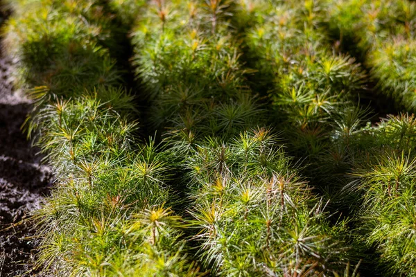 묘목장 정원에 침엽수의 온실에 소나무의 삼림을 재생할 수있는 삼림을 이용하여 — 스톡 사진