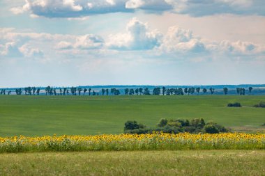 Sonsuz tarlalar çeşitli ekinlerle ekilir. Ayçiçeği tarlası şeridi. Huzurlu kırsal alan. Ukrayna 'nın doğusunda, Slobozhanshyna' da bir yerde yaz mevsimi.