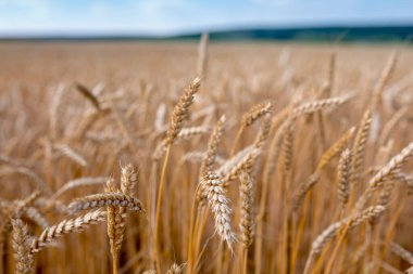 Olgun buğday tarlaları hasat için hazır. Ukrayna 'da tipik yaz manzarası. Konsept teması: gıda güvenliği. Tarım. Çiftçilik. Yiyecek üretimi. Znamiyanka yakınlarındaki Orta Ukrayna.