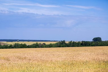 Olgun buğday tarlaları hasat için hazır. Ukrayna 'da tipik yaz manzarası. Konsept teması: gıda güvenliği. Tarım. Çiftçilik. Yiyecek üretimi. Dnipro Şehir Varoşları.