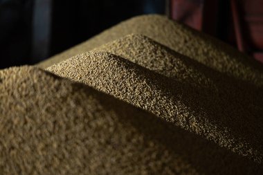 Değirmen deposunda ya da tahıl asansöründe kurumuş soya taneleri yığını. Gıda pazarlarındaki ana emtia grubu. Ukrayna 'nın batısındaki Lviv bölgesinde bir yerde..