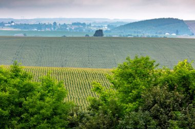 Mısır ekilmiş büyük bir çiftlik arazisi. Kültür yaz boyunca iyi gelişti, çiçek açtı ve koçanlarını oluşturdu. Yaz sonu Ternopil bölgesindeki Batı Ukrayna 'da.
