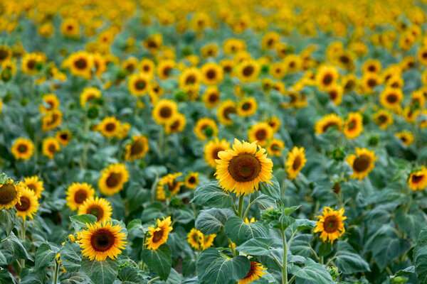 Большие фермерские поля посеяны подсолнухами. Экспрессивный сельский пейзаж. Это середина лета в южной части Украины, где-то в Николаевской области.
