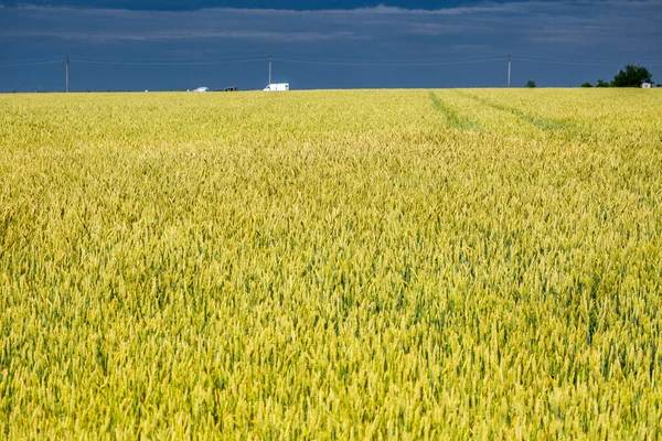 Поля Спелой Пшеницы Готовые Сбору Урожая Типичный Летний Пейзаж Украины — стоковое фото