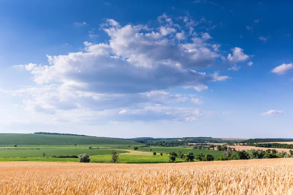Olgun Buğday Tarlaları Hasat Için Hazır Ukrayna Tipik Yaz Manzarası — Stok fotoğraf