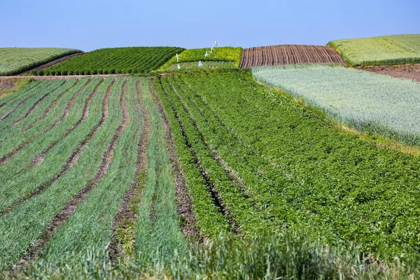 Pole Drobných Zemědělců Osázených Mrkví Cibulí Bramborami Zelím Kukuřicí Pšenicí — Stock fotografie