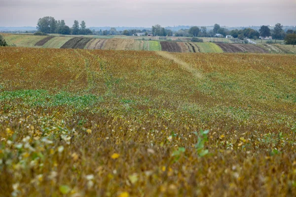 Ein Feld Auf Dem Sojabohnen Gesät Werden Die Kultur Ist — Stockfoto