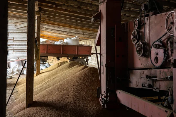 在磨坊储存或谷物升降机中烘干的大豆粒堆和麻袋 粮食市场上的主要商品群体 乌克兰西部利沃夫地区某个地方 — 图库照片