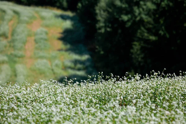 Огромные Фермерские Поля Холмах Разделены Лесными Полосками Цветущее Поле Гречихи — стоковое фото