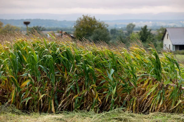 Pozemek Domácí Zahrady Zasetý Kukuřicí Ukrajinští Karpat Jsou Vidět Dálce — Stock fotografie