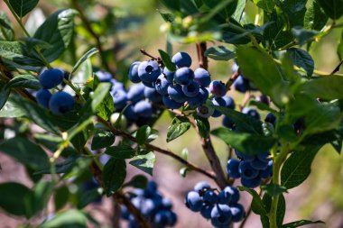 Sulama çiftliğinde yaban mersini çalıları. Temmuz ayı ortasında olgun böğürtlenler ve ilk hasat zamanıdır. Dallardaki büyük tatlı ve ekşi meyveler.