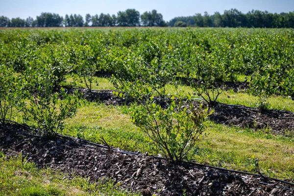 Blaubeersträucher Auf Einer Bewässerten Plantage Mitte Juli Ist Die Zeit — Stockfoto