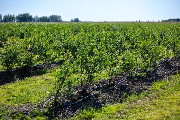 ブルーベリーは灌漑されたプランテーションで茂ります 7月中旬は熟した果実と最初の収穫の時期です 枝に大きな甘くて酸っぱいジューシーな果実 — ストック写真
