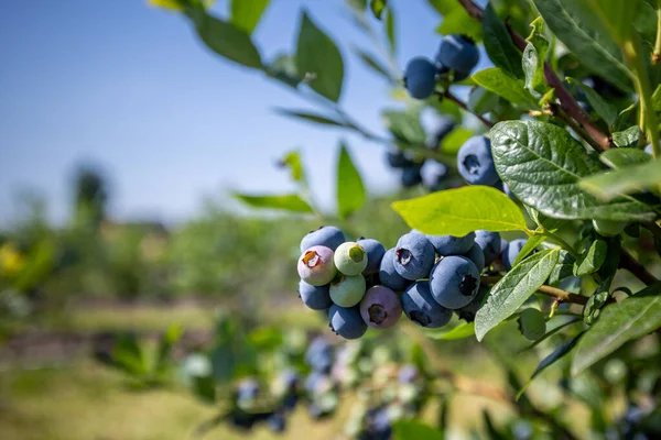 Blueberry Bushes Irrigated Plantation Mid July Time Ripe Berries First — Stock Photo, Image