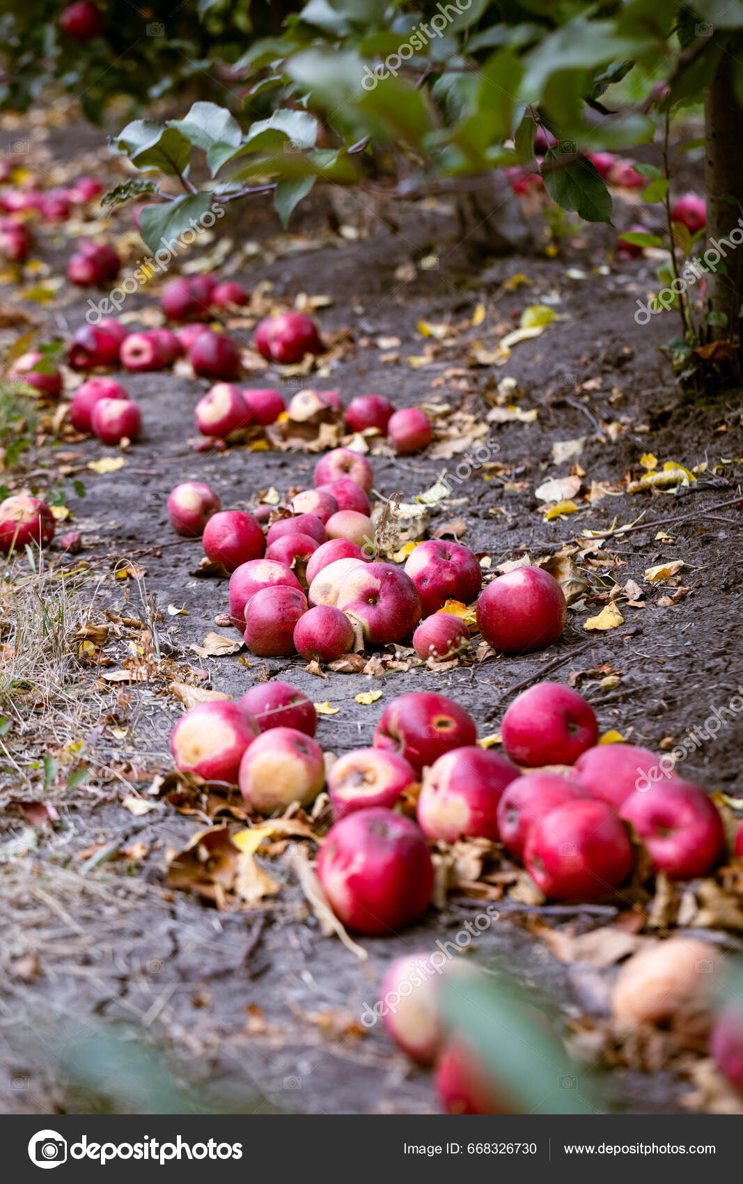 떨어진 과일은 조건에 것으로 간주되지 않는다 그들은 가공을 것입니다 사과의 — 스톡 사진 © Sodel_Vladyslav  #668326730, image size:1067x1700