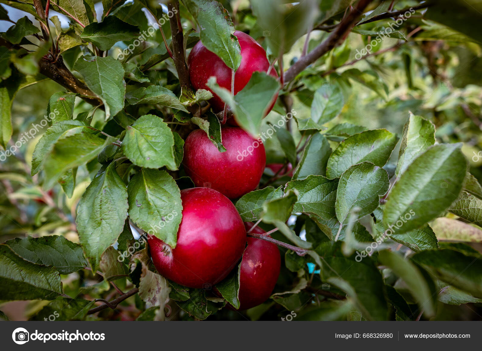 가지에 사과의 열매를 뿌리십시오 우크라이나 부코비나 지역의 농부의 과수원에서 — 스톡 사진 © Sodel_Vladyslav  #668326980, image size:1600x1167