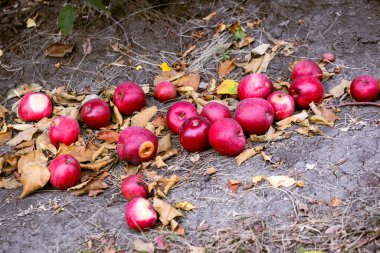 Toprağa düşen olgun meyvelerin durumunun iyi olmadığı düşünülüyor. İşlem için olacaklar. Yerde kırmızı elmaların olgun meyveleri var. Çiftçilerin bahçelerinde sonbahar hasat günü.