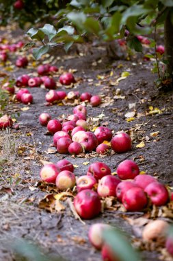 Toprağa düşen olgun meyvelerin durumunun iyi olmadığı düşünülüyor. İşlem için olacaklar. Yerde kırmızı elmaların olgun meyveleri var. Çiftçilerin bahçelerinde sonbahar hasat günü.