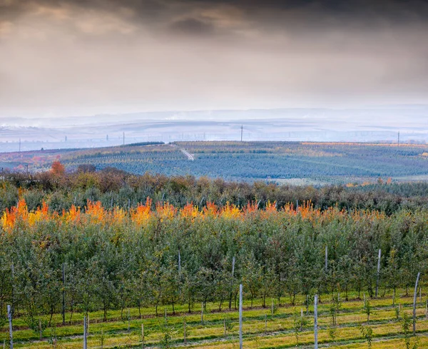 果樹園の美しい風景 丘の上の小さな小さな果実の農場の若い木の無限の列 ウクライナのブコビナ地域の農民の果樹園での秋の収穫シーズン — ストック写真