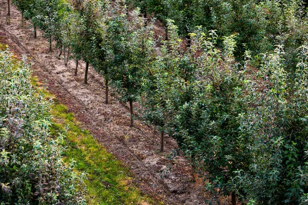 Obstplantagen Unendliche Perspektive Endlose Reihen Junger Bäume Einem Großen Landwirtschaftlichen — Stockfoto