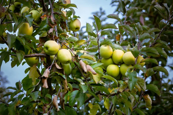 若いリンゴの木の枝にゴールデンバラのリンゴの果実を拭きます ウクライナ ブコビナ地域の農民の果樹園での収穫の日 — ストック写真