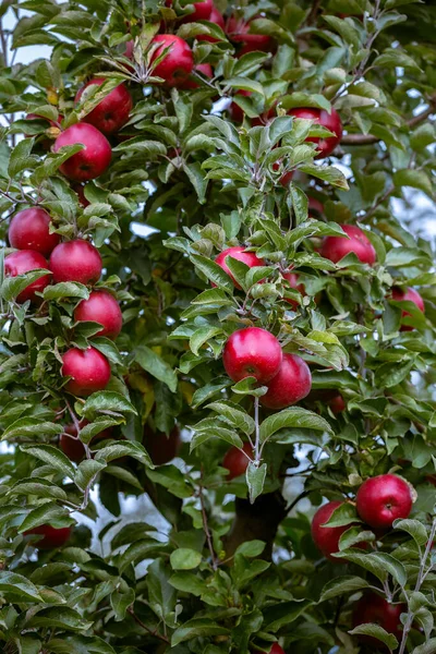 Dojrzałe Owoce Czerwonych Jabłek Gałęziach Młodych Jabłoni Jesienne Zbiory Sadach — Zdjęcie stockowe