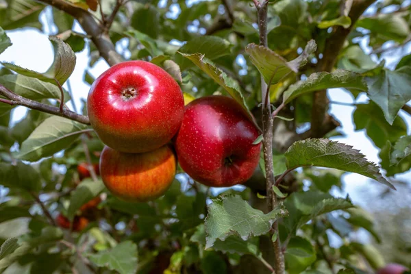 Спелые Плоды Красных Яблок Ветвях Молодых Яблонь День Сбора Урожая — стоковое фото