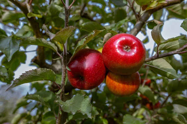 Dojrzałe Owoce Czerwonych Jabłek Gałęziach Młodych Jabłoni Jesienne Zbiory Sadach — Zdjęcie stockowe