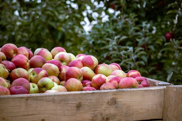 Harvest Fresh Ripe Red Apples Just Collected Trees Folded Large — Stock Photo, Image