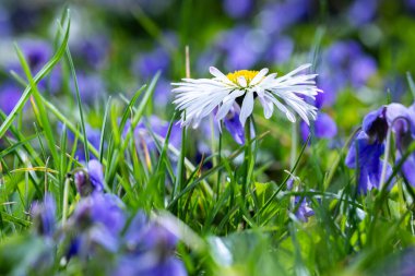 Bir papatya çiçeği (Bellis perennis bazen nitelikli veya yaygın papatya, çim papatyası veya İngiliz papatyası olarak bilinir). Üzerinde menekşelerin bol bol açtığı yeşil bir çimenlikte. Makro mercekli bahar sahnesi.