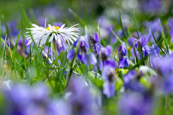 デイジーな花 デイジー デイジー イギリスのデイジーと呼ばれることもある 緑の芝生の上に バイオレットが 激しく咲いています マクロレンズショットの春のシーン — ストック写真
