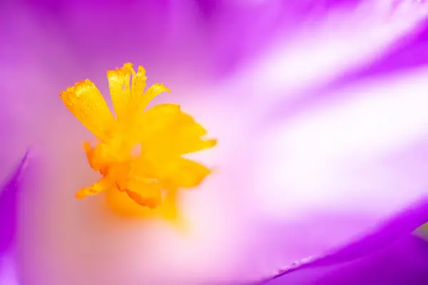 Crocus Flower Macro Lens Shot — Stock Photo, Image