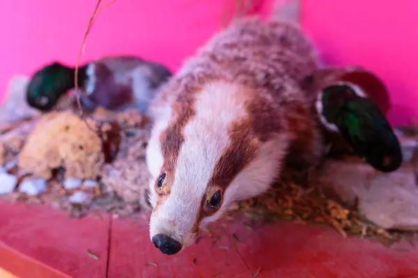 stock image A lame and cheap taxidermy stuffed badger, with crumpled fur and murky eyes