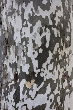 Sycamore ağaç kabuğunun yakın çekimi kendine özgü benekli desenini ve dokusunu gösteriyor. Bu ağacın doğal yüzeyinin detaylı bir görüntüsü..