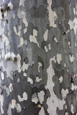 Sycamore ağaç kabuğunun yakın çekimi kendine özgü benekli desenini ve dokusunu gösteriyor. Bu ağacın doğal yüzeyinin detaylı bir görüntüsü..