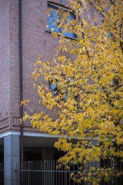 İtalya, Torino 'da bir binanın önünde sarı yapraklı bir sonbahar ağacı. Kentsel sonbahar sahnesi.