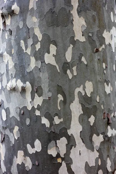 Sycamore ağaç kabuğunun yakın çekimi kendine özgü benekli desenini ve dokusunu gösteriyor. Bu ağacın doğal yüzeyinin detaylı bir görüntüsü..