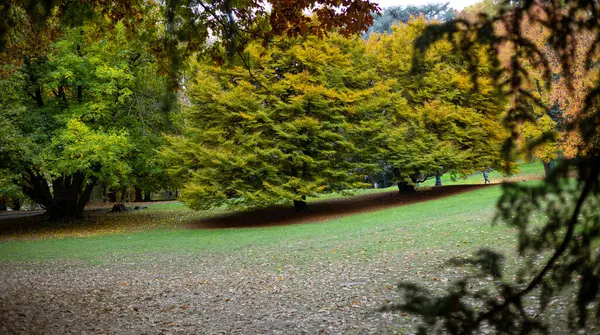 Parco del Valentino, Torino, İtalya 'da sonbaharda ağaçlarda canlı sonbahar renkleri sergilenir. Düşen yapraklar bu huzurlu şehir parkına saçıldı..