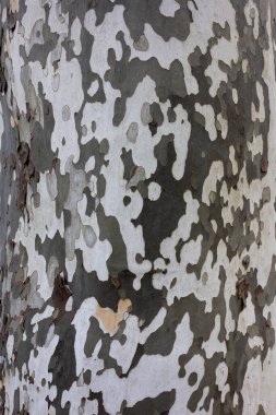 Sycamore ağaç kabuğunun yakın çekimi kendine özgü benekli desenini ve dokusunu gösteriyor. Bu ağacın doğal yüzeyinin detaylı bir görüntüsü..