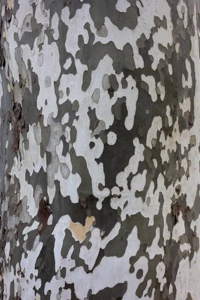 Sycamore ağaç kabuğunun yakın çekimi kendine özgü benekli desenini ve dokusunu gösteriyor. Bu ağacın doğal yüzeyinin detaylı bir görüntüsü..