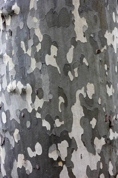 Sycamore ağaç kabuğunun yakın çekimi kendine özgü benekli desenini ve dokusunu gösteriyor. Bu ağacın doğal yüzeyinin detaylı bir görüntüsü..