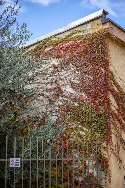 İtalya, Torino 'da sonbahar renklerinde sarmaşık kaplı bir bina. Şehir doğası mimariyle harmanlanıyor..