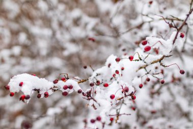 Parlak kırmızı böğürtlenli bir Hawthorn bitkisinin karla kaplı dalları bulanık bir arka plana karşı dururlar..