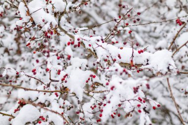 Parlak kırmızı böğürtlenli bir Hawthorn bitkisinin karla kaplı dalları bulanık bir arka plana karşı dururlar..