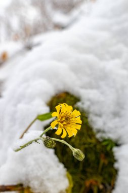 Narin taç yaprakları ve koyu merkezli tek bir sarı şahin otu (hiyeracium) eriyen beyaz kar ve bahar başlarında orman zemininde parlak yeşil yosunlar arasında çiçek açar..