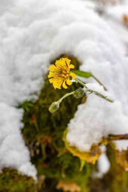 Narin taç yaprakları ve koyu merkezli tek bir sarı şahin otu (hiyeracium) eriyen beyaz kar ve bahar başlarında orman zemininde parlak yeşil yosunlar arasında çiçek açar..